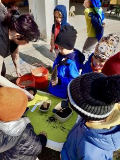 MŠ Motýlci - sázení jarního osení